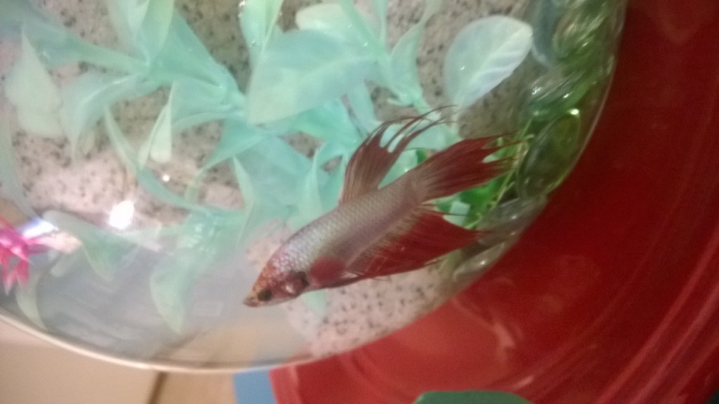 Throwback Post #2: Fish&nbsp;Funeral